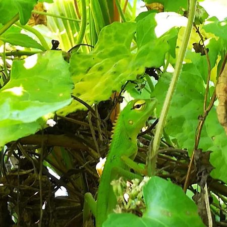 Vivid Lanka Bed & Breakfast Bentota Ngoại thất bức ảnh